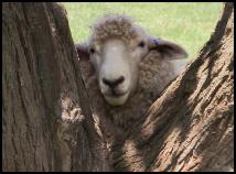 Sheep